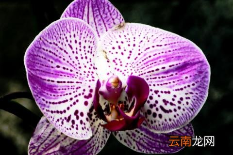 蝴蝶兰什么颜色名贵