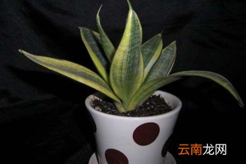 裸根虎皮兰上盆几天生根