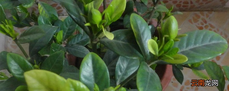 栀子花秋季怎么修剪