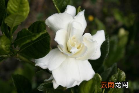 栀子花叶子蔫了有救吗