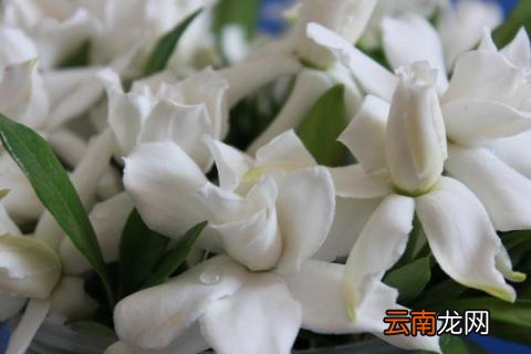 栀子花叶子蔫了有救吗