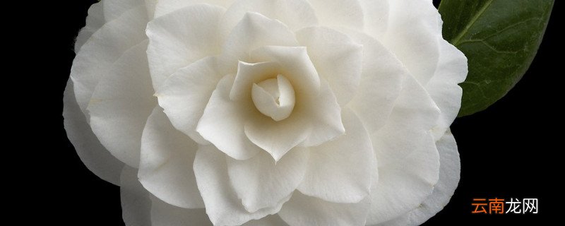 栀子花为什么叶子都焉了