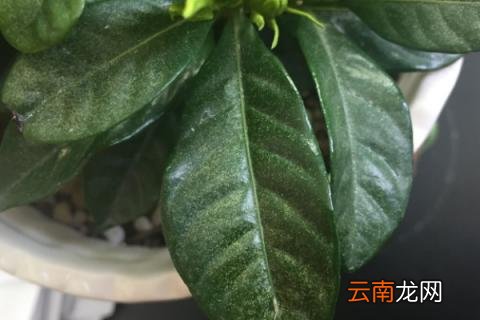 栀子花为什么叶子都焉了