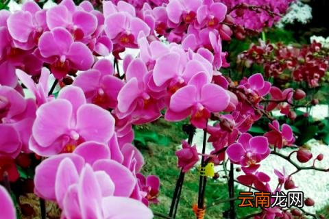 蝴蝶兰有什么特点