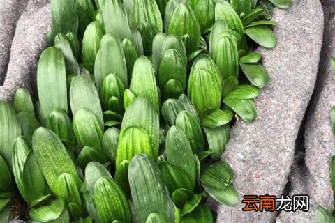 君子兰秋冬养殖注意事项