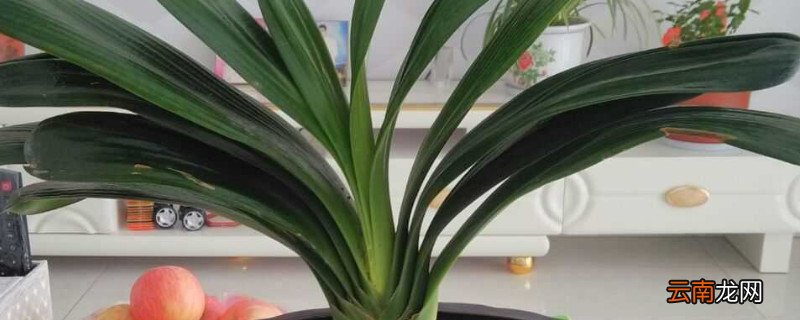 君子兰秋冬养殖注意事项