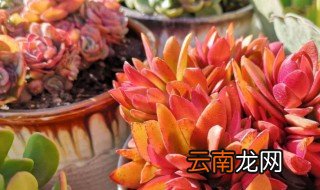 多肉火祭的繁殖方法 多肉火祭如何繁殖