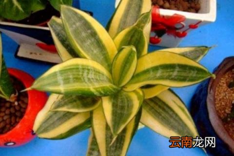 虎皮兰夏天怎么养护