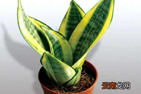 虎皮兰夏天怎么养护