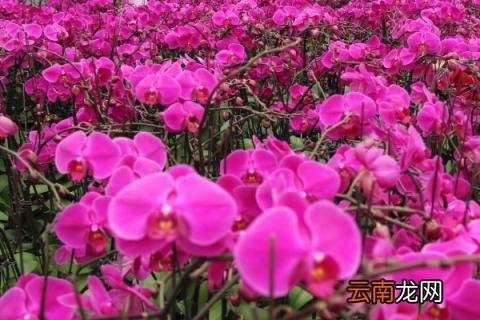 蝴蝶兰可以用土栽培吗