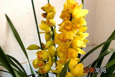蝴蝶兰可以用土栽培吗