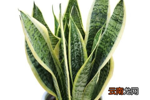 如何扦插虎皮兰有金边