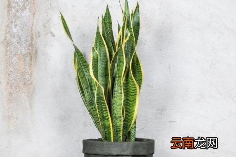 如何扦插虎皮兰有金边