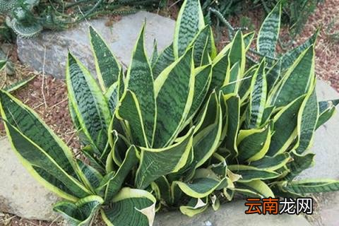 虎皮兰叶片缺水的信号