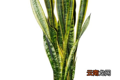 虎皮兰叶片缺水的信号