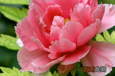 芍药春季可以移栽吗