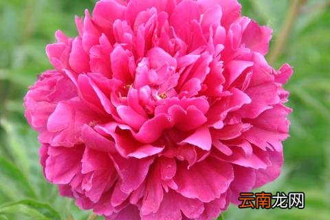 芍药春季可以移栽吗