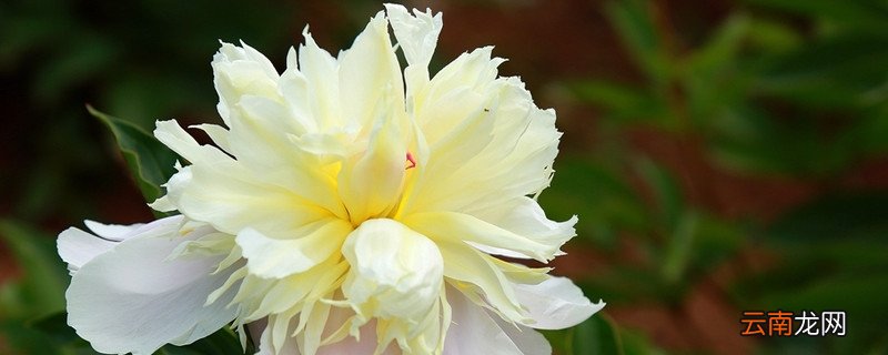 芍药春季可以移栽吗
