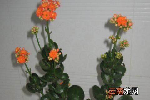 长寿花花期施什么肥