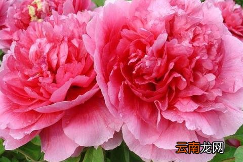 牡丹根截短能栽活吗