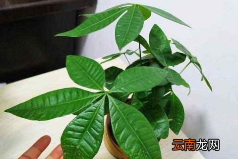 发财树树干发霉怎么办
