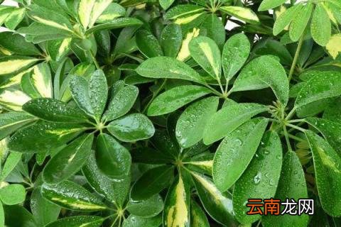 发财树树干发霉怎么办