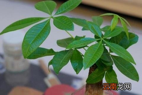 小盆发财树怎么浇水