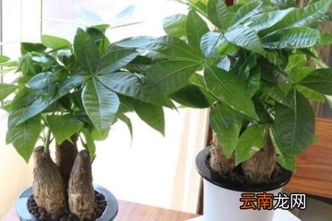 小盆发财树怎么浇水