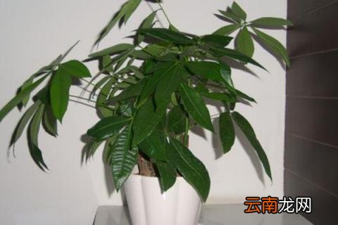 如何把小发财树养大