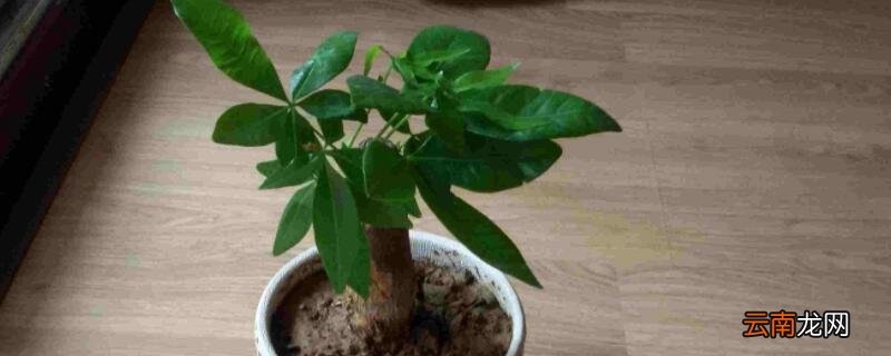 如何把小发财树养大