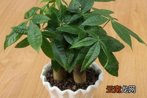 发财树怎么浇水不烂根