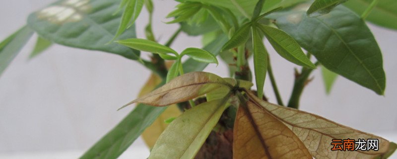 发财树怎么浇水不烂根