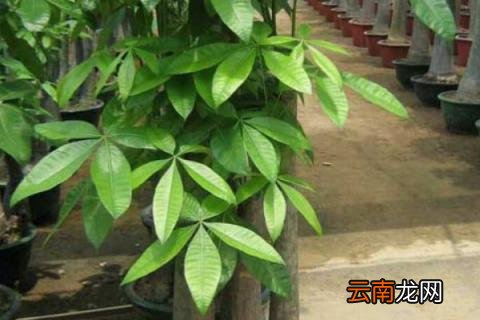 发财树怎么浇水不烂根