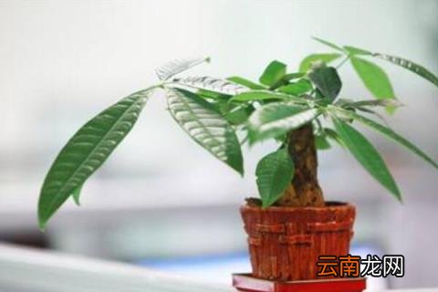 怎样让发财树侧面发芽