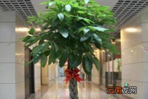 怎么看发财树死了没死