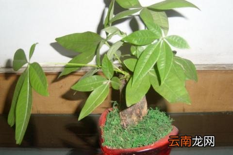 发财树哪个是芽眼