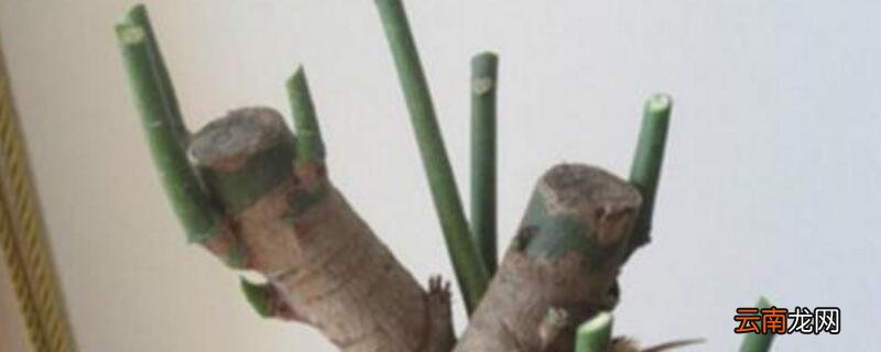 发财树哪个是芽眼