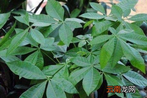发财树长得太高怎么办
