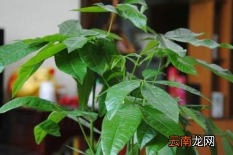 发财树长得太高怎么办