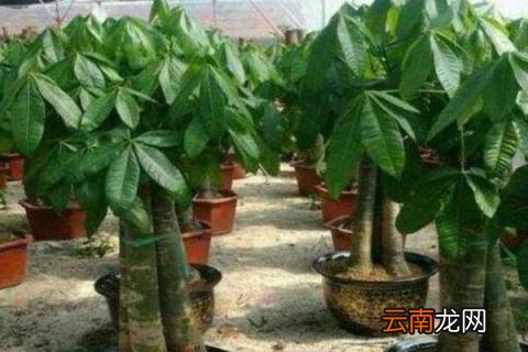 发财树叶片扦插