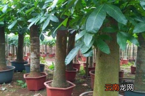 发财树裸根栽培