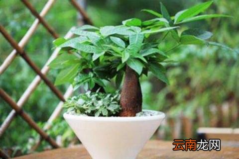 发财树叶子长得太大
