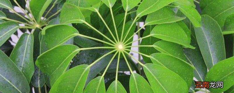 发财树叶子生根方法