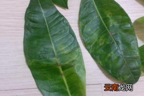 发财树叶子生根方法