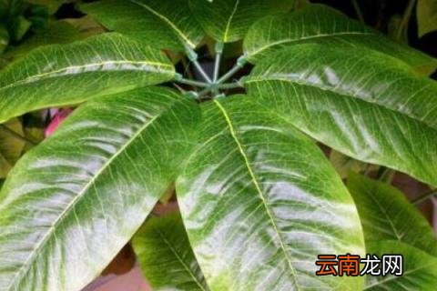 发财树叶子生根方法