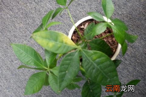 发财树黄叶怎么救治