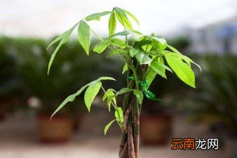 发财树新芽长不大