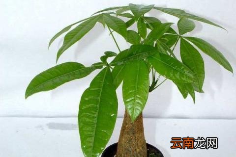 发财树新芽长不大