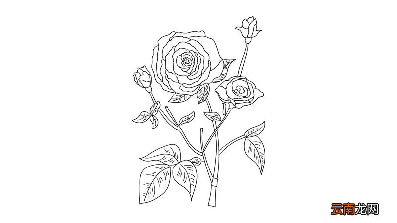 母亲节花简笔画教程母亲节花简笔画画法