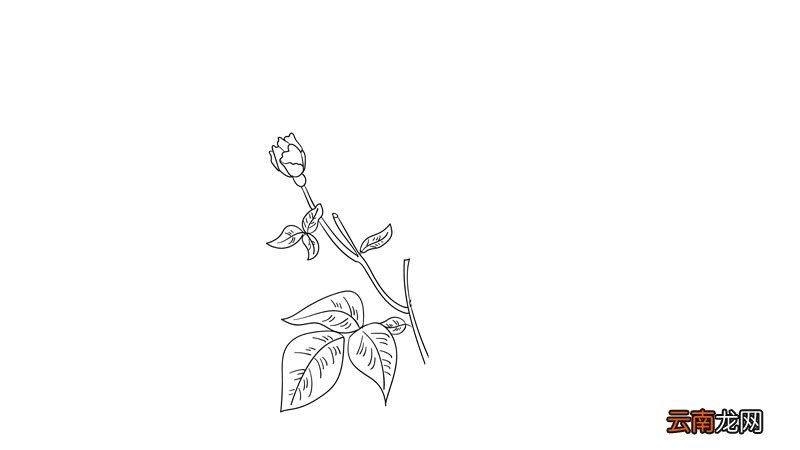 母亲节花简笔画教程母亲节花简笔画画法
